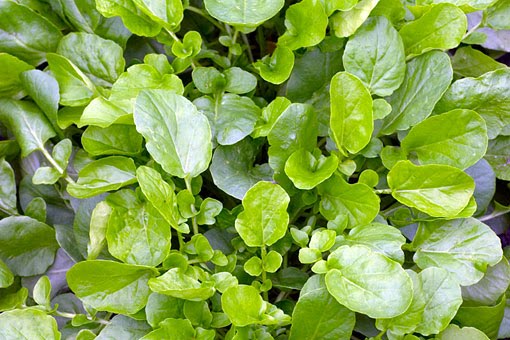 เครสอเมริกาอัพแลนด์ - Barbarea verna Upland Cress