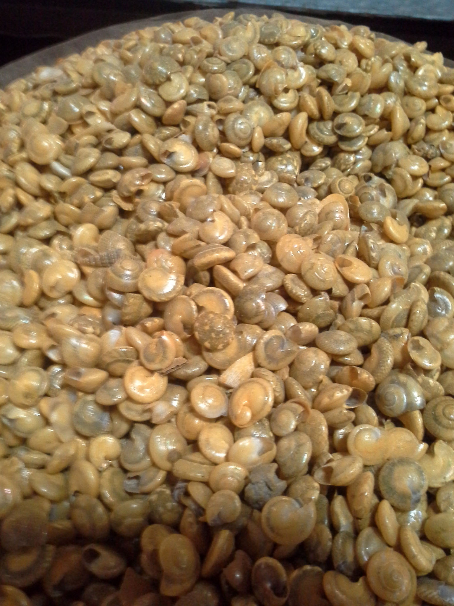 หอยทับทิมสีเหลืองอ่อนเคลือบมุกชั่งกก