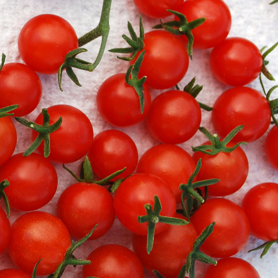 มะเขือเทศเคอเร้นท์สีแดง - Red Currant Tomato