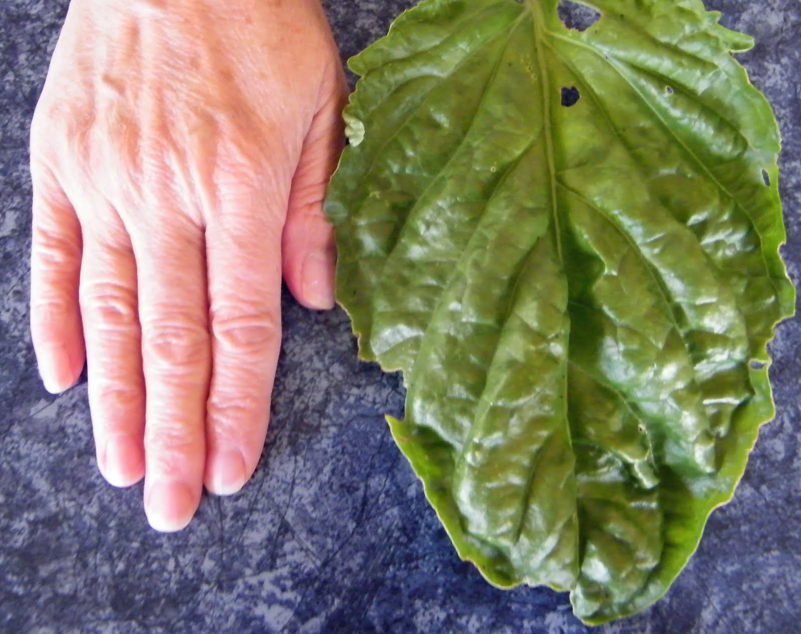 โหระพาใบผักกาด (ใบยักษ์) - Lettuce Leaf Basil