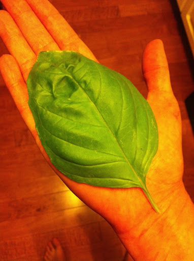 โหระพานูฟาร์ไฮบริด (ใบใหญ่) - Nufar Hybrid Basil