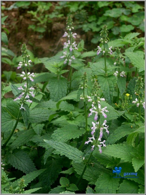 รากถั่วด้วง - Chinese artichoke (Stachys sieboldii)