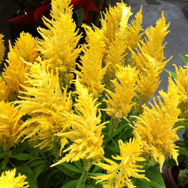 สร้อยไก่สีเหลือง - Yellow Celosia