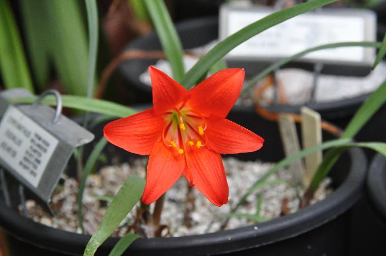 ไซแทนทัสดอกสีแดง - Cyrtanthus sanguineus