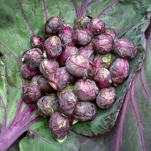 กะหล่ำดาวสีแดง - Red Bull Brussels Sprout