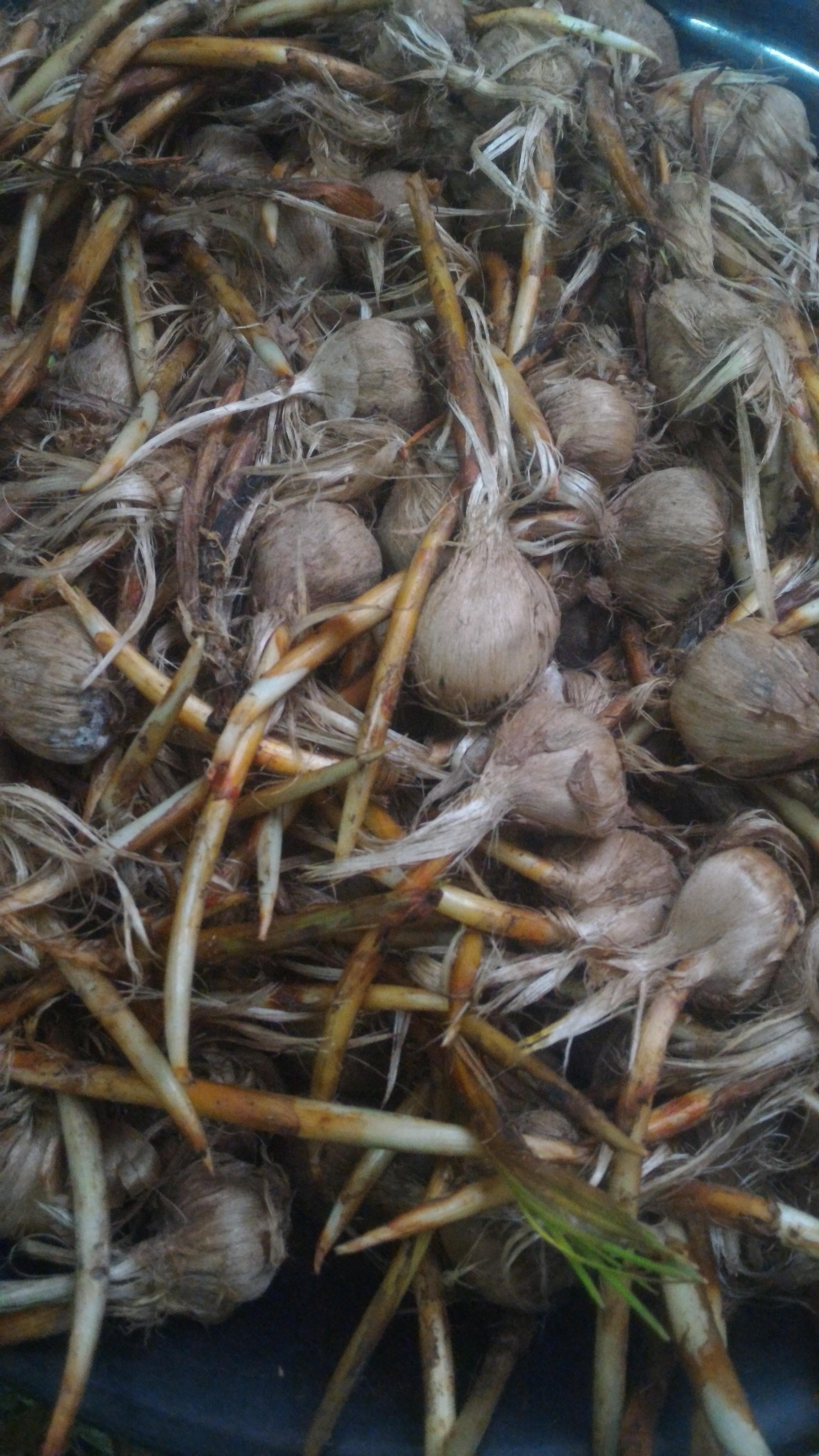 หญ้าฝรั่น - Crocus Sativus (Saffron)