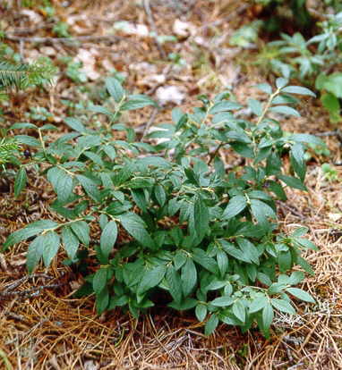 บลูเบอรี่พุ่มเตี้ย - Low Bush Blueberry