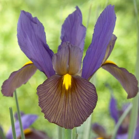 ไอริสดัชช์ - Iris hollandica