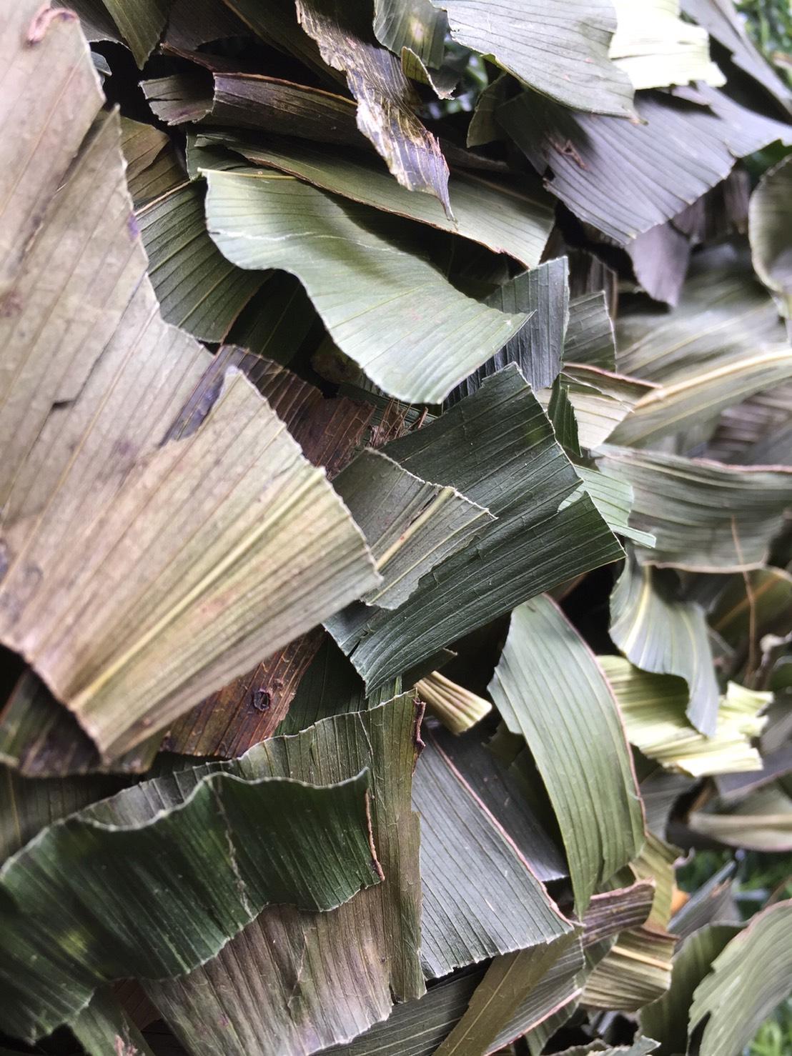 ใบชาปู่เฒ่าทิ้งไม้เท้า น้ำหนัก 100 กรัม ใบปู่เฒ่าลืมไม้เท้า ผู้เฒ่าลืมไม้เท้า สมุนไพรปู่เฒ่าทิ้งไม้เท้าอบแห้ง ใบชา จากยอดดอยอ่างขาง อ.ฝาง จ.เชียงใหม่ ผลิตจากปู่เฒ่าทิ้งไม้เท้าที่อายุมากกว่า 2 ปี บรรเทาอาการปวดหลัง ปวดเอว แก้ร้อนใน ช่วยบำรุงกำลัง ต้านความเ