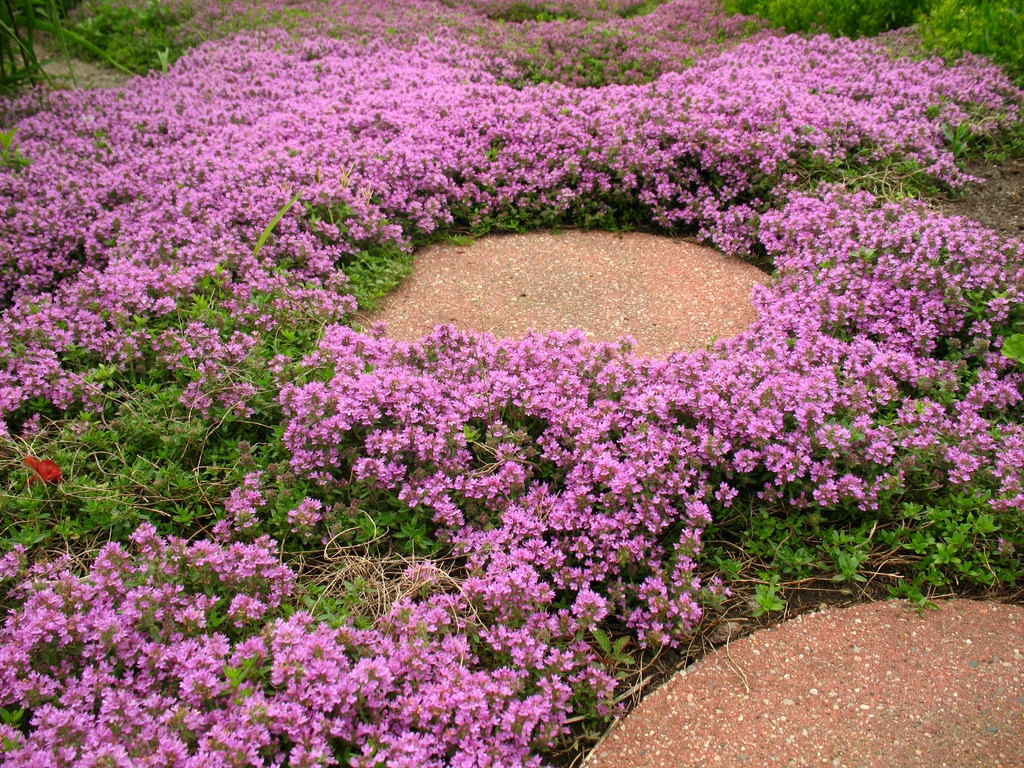 ไทม์เลื้อย - Creeping Thyme