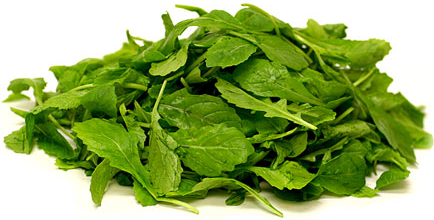 ร็อกเก็ตวาซาบิ - Eruca sativa Wasabi (Rocket)