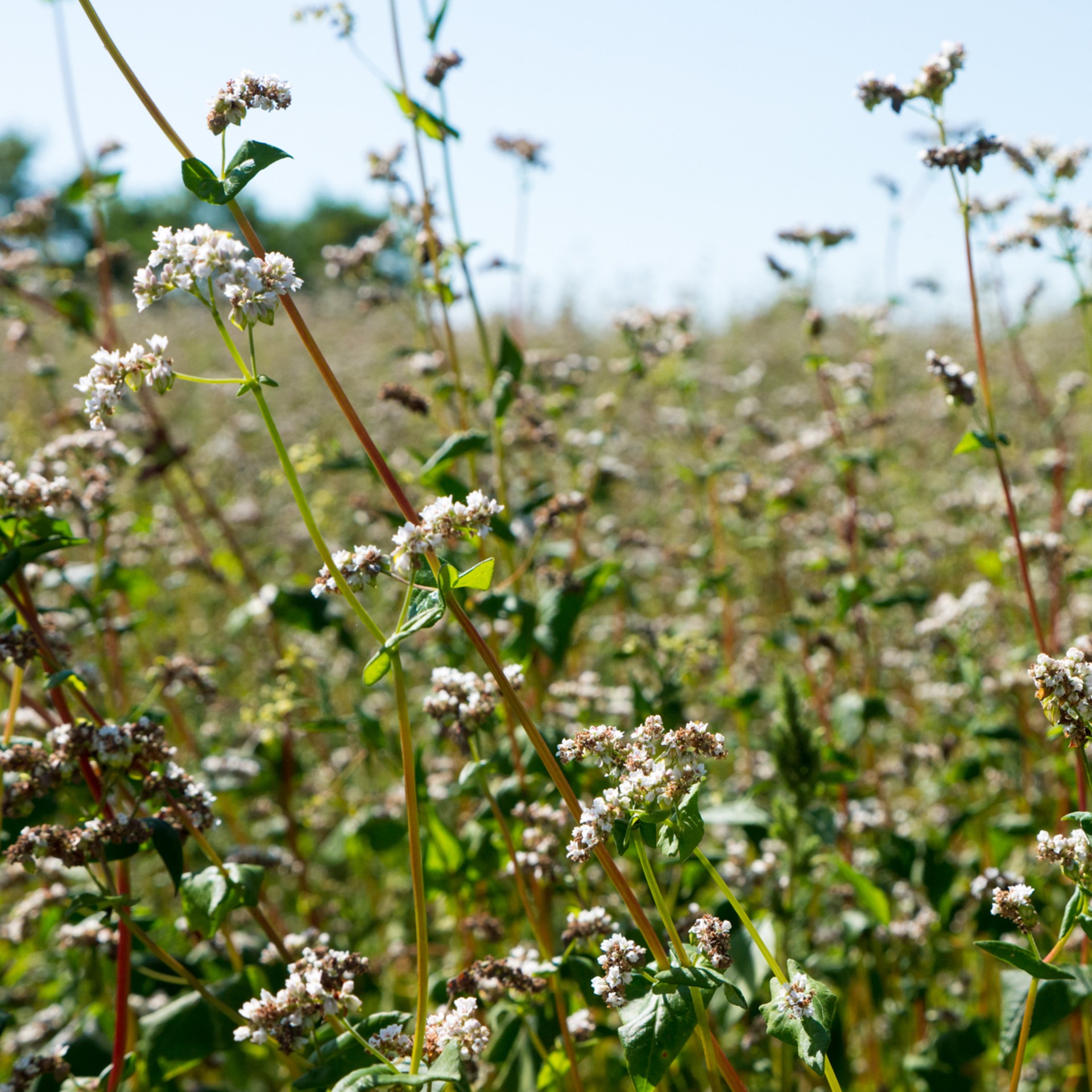 บักวีต, โซบะ - Buckwheat (Fagopyrum esculentum)