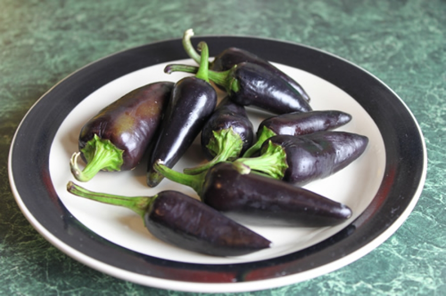 พริกจาลาปิโนสีม่วง - Purple Jalapeno Pepper