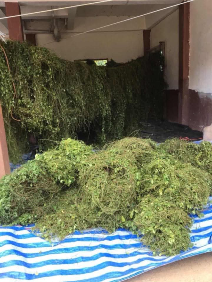 ชาเจียวกู่หลาน Gynostemma pentaphyllum (ชนิดเถาและใบ) บรรจุ 50 กรัม Jiaogulan Tea (Dried Stems and Leaves) Packaged in 50 grams ปลูกแบบไร้สารเคมี ปุ๋ย เติบโตตามธรรมชาติ สมุนไพรออแกร์นิคจากยอดดอย จ.เชียงใหม่ สมุนไพรแห่งชาติ ปี 2548