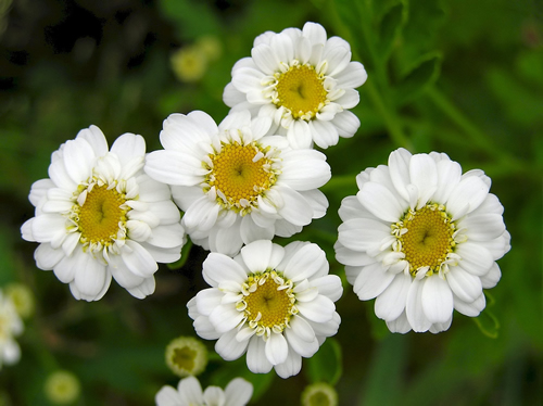 เก๊กฮวยขาว - Chrysanthemum morifolium