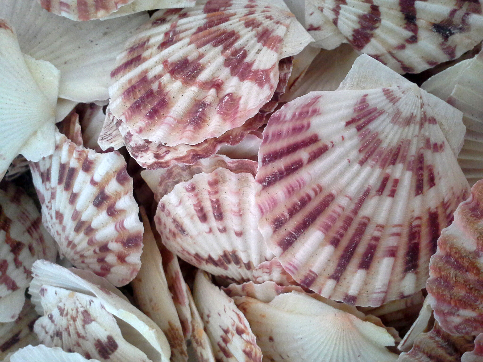 หอยเชลล์พัดชั่งกิโล