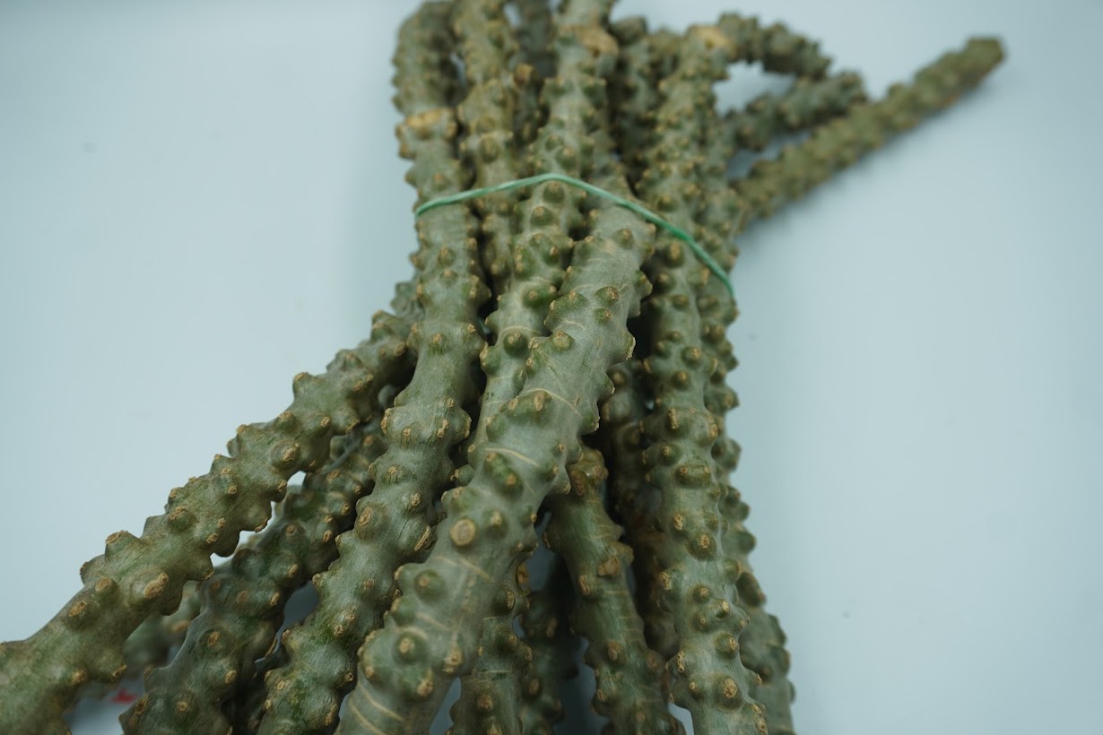 🌿 บอระเพ็ดสด Fresh Tinospora 1 กิโลกรัม ราคาถูก เถาบอระเพ็ดแท้ Tinospora cordifolia สมุนไพรไทย Thai Herb ต้านอนุมูลอิสระ Antioxidant ขายส่ง-ปลีก Wholesale 🌿 บอระเพ็ดสด Fresh Tinospora cordifolia (Thunb.) Miers. เถาบอระเพ็ดแท้