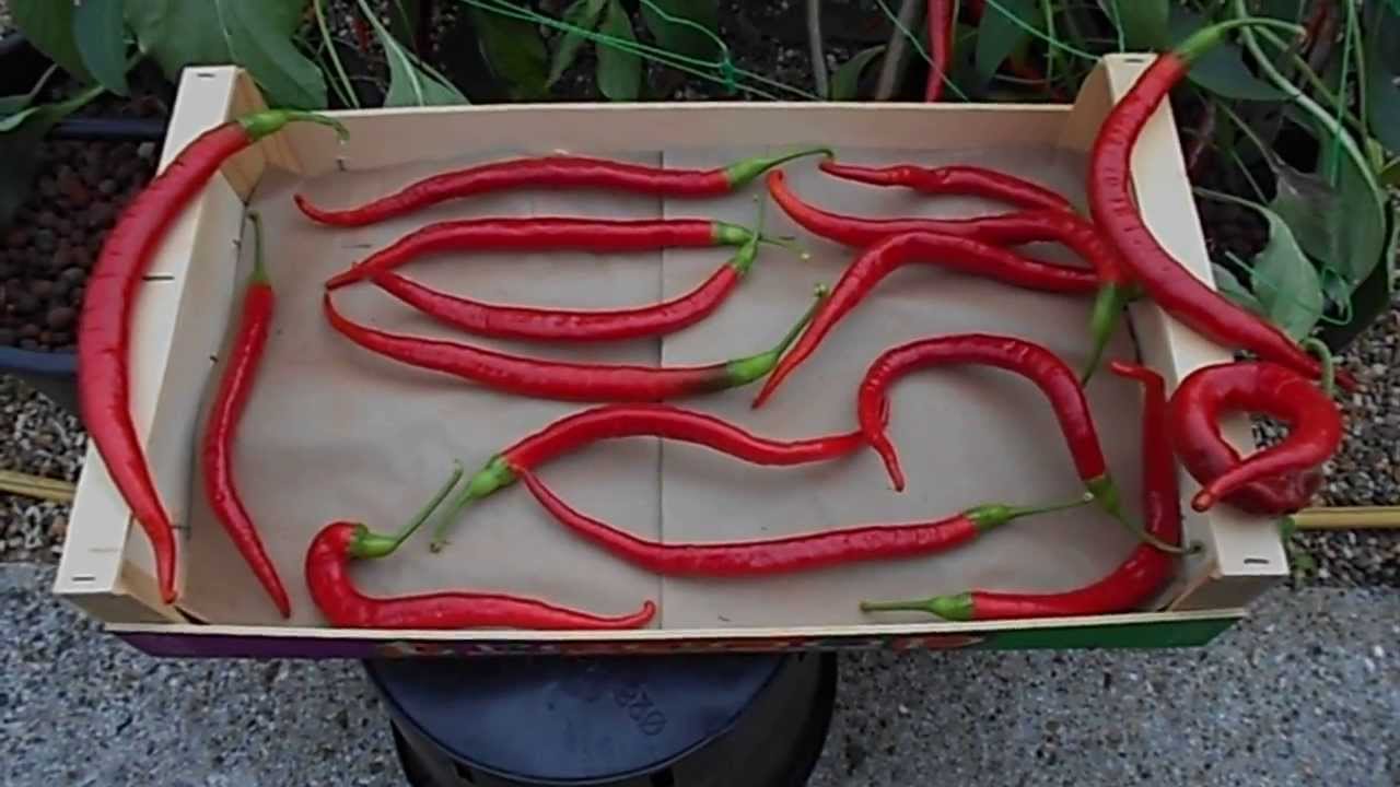 พริกคาเยนผลยาวสีแดง - Long Red Cayenne Pepper