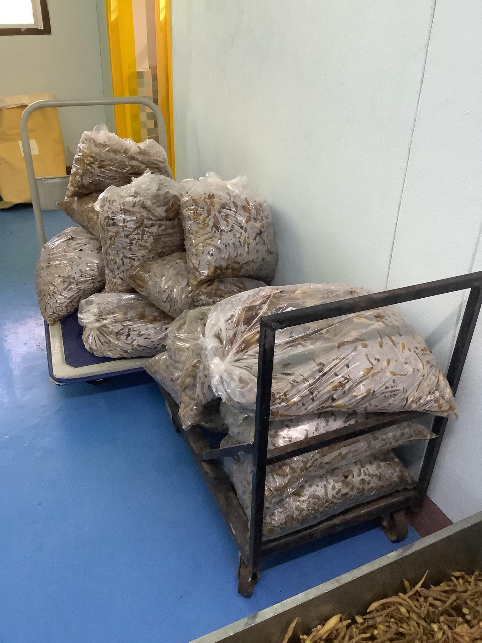 กระชายขาวสกัด บรรจุ 100 เม็ด มีอย. 50-2-05257-6-0115 ไม่ผสมอย่างอื่น กระชายสกัดเข้มข้น 100% กระชายขาวแคปซูล เป็นสารสกัดละลายน้ำได้ สกัดโดยเครื่อง Spray Dry กระชายขาวสกัด Galingale, Chinese ginger กระชายขาว ช่วยบำรุงธาตุ