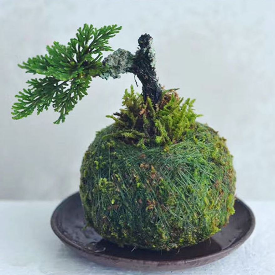 ลูกบอลมอสบอนไซจำลอง - Moss Ball Bonsai