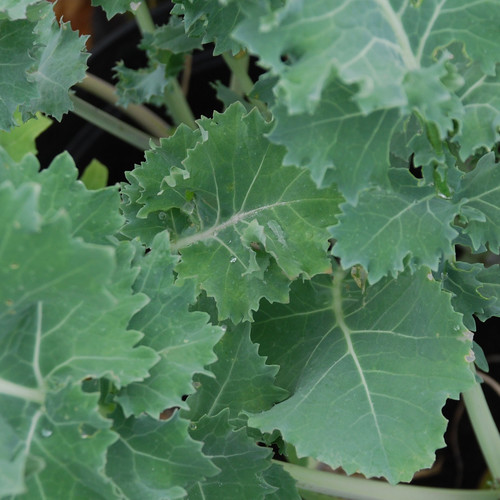 เคลไซบีเรีย - Siberian Kale