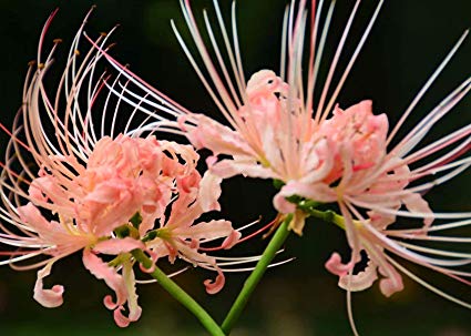 หัวลิลลี่แมงมุมสีชมพูกลีบหยิก - Pink Curling Spider Lily (Lycoris Sp.) 1 หัว