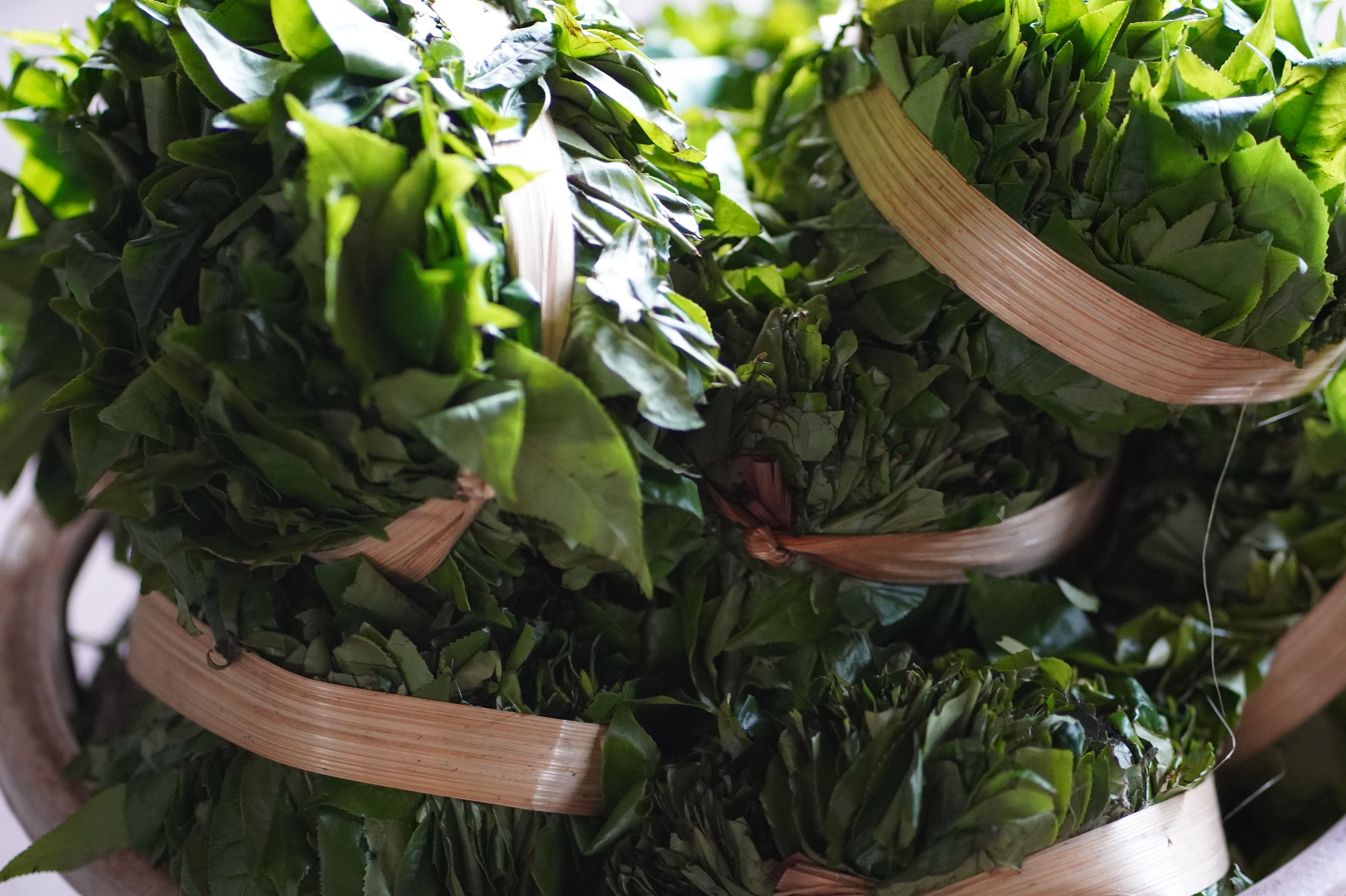 เมี่ยงหมัก ใบชาหมัก 1 มัด น้ำหนัก 500 กรัม (เมี่ยงส้ม รสฝาด) Fermented tea leaves ชาหมัก ส่งจากผู้ผลิตโดยตรง เมี่ยง..ชาป่าหมัก ของว่างโบราณยับยั้งมะเร็ง กินเป็นของว่าง เคี้ยวเล่นเพลินๆ เป็นของกินเล่นของคนภาคเหนือ