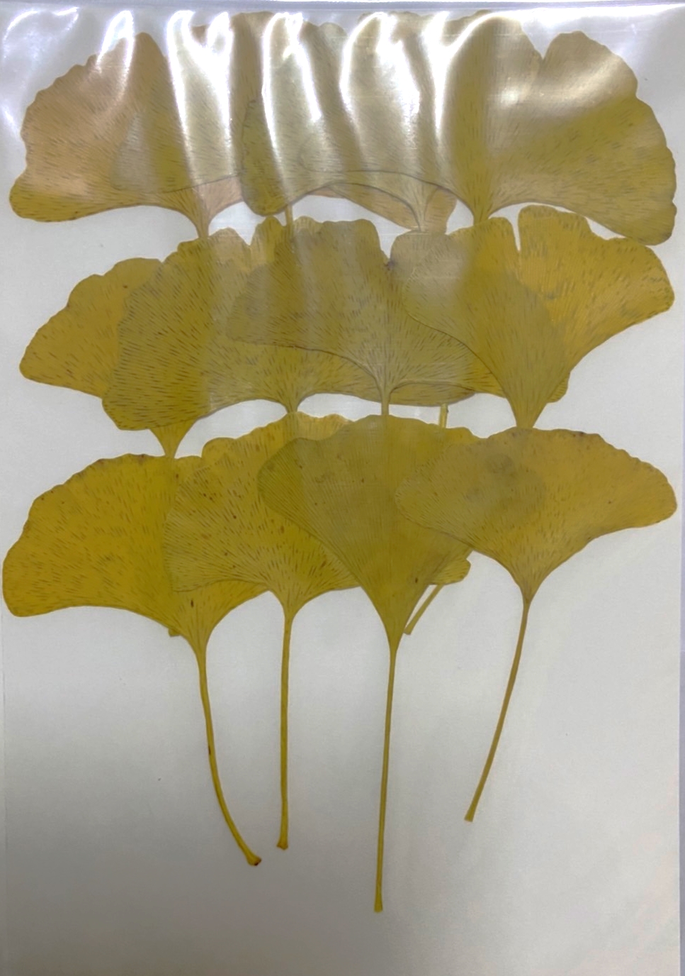 ใบแปะก๊วยสีทองแห้ง แพค 12 ใบ - Dried Golden Ginkgo Leaf