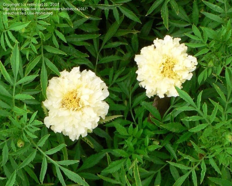 ดาวเรืองสีขาว - White African Marigold