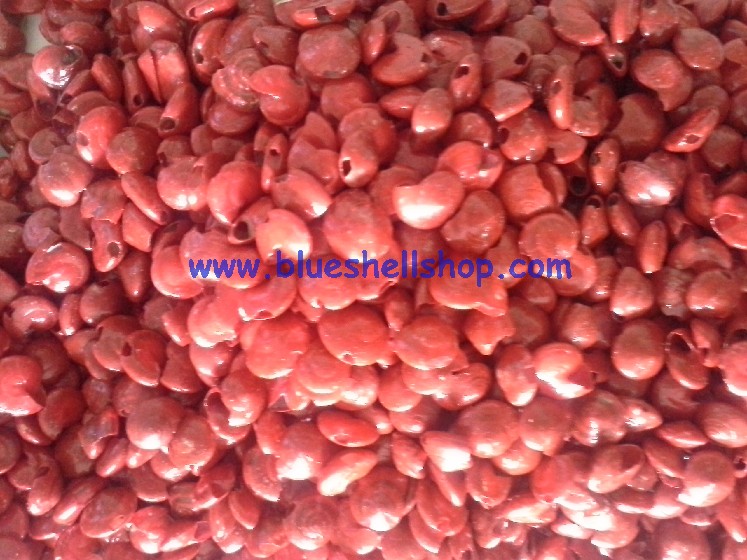 หอยทับทิมแดง