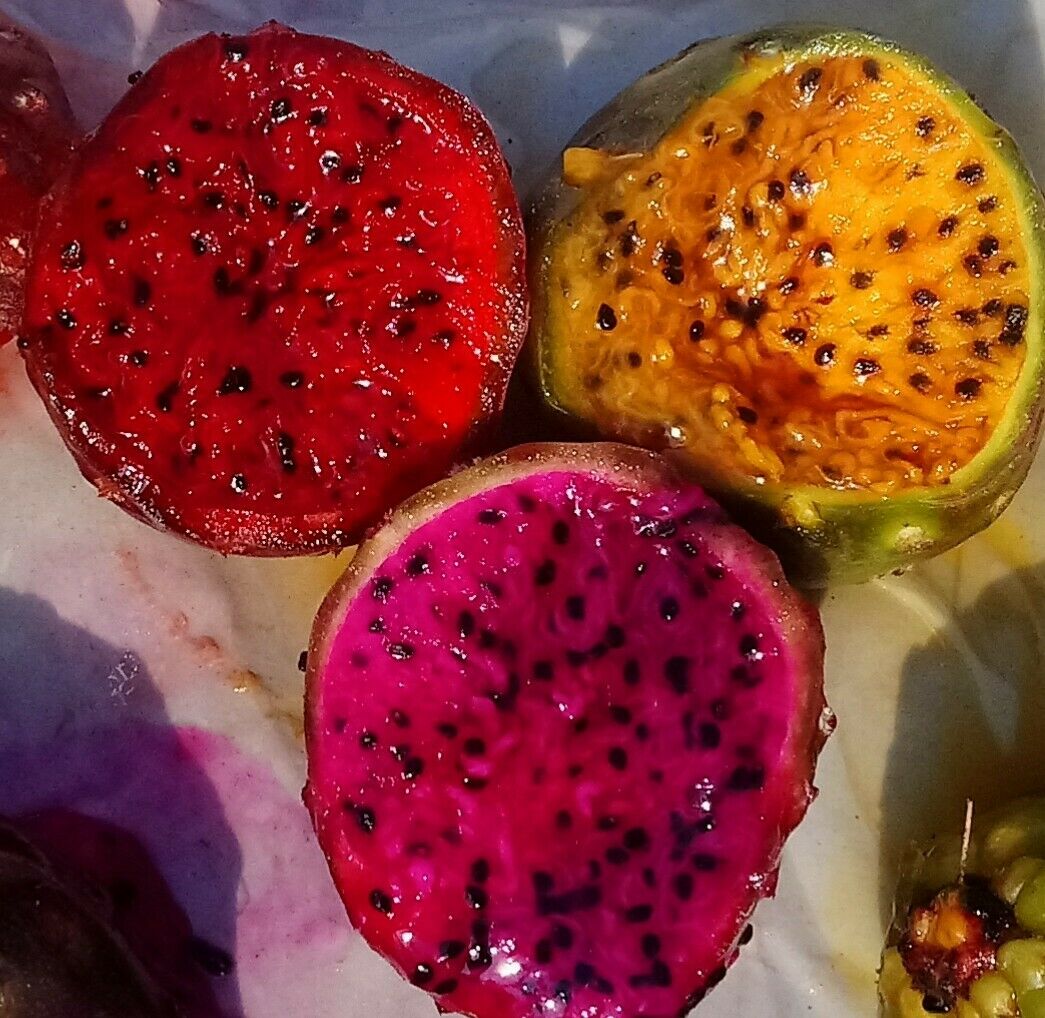 แก้วมังกรเม็กซิโก - Mexican Pitaya (Stenocereus queretaroensis)