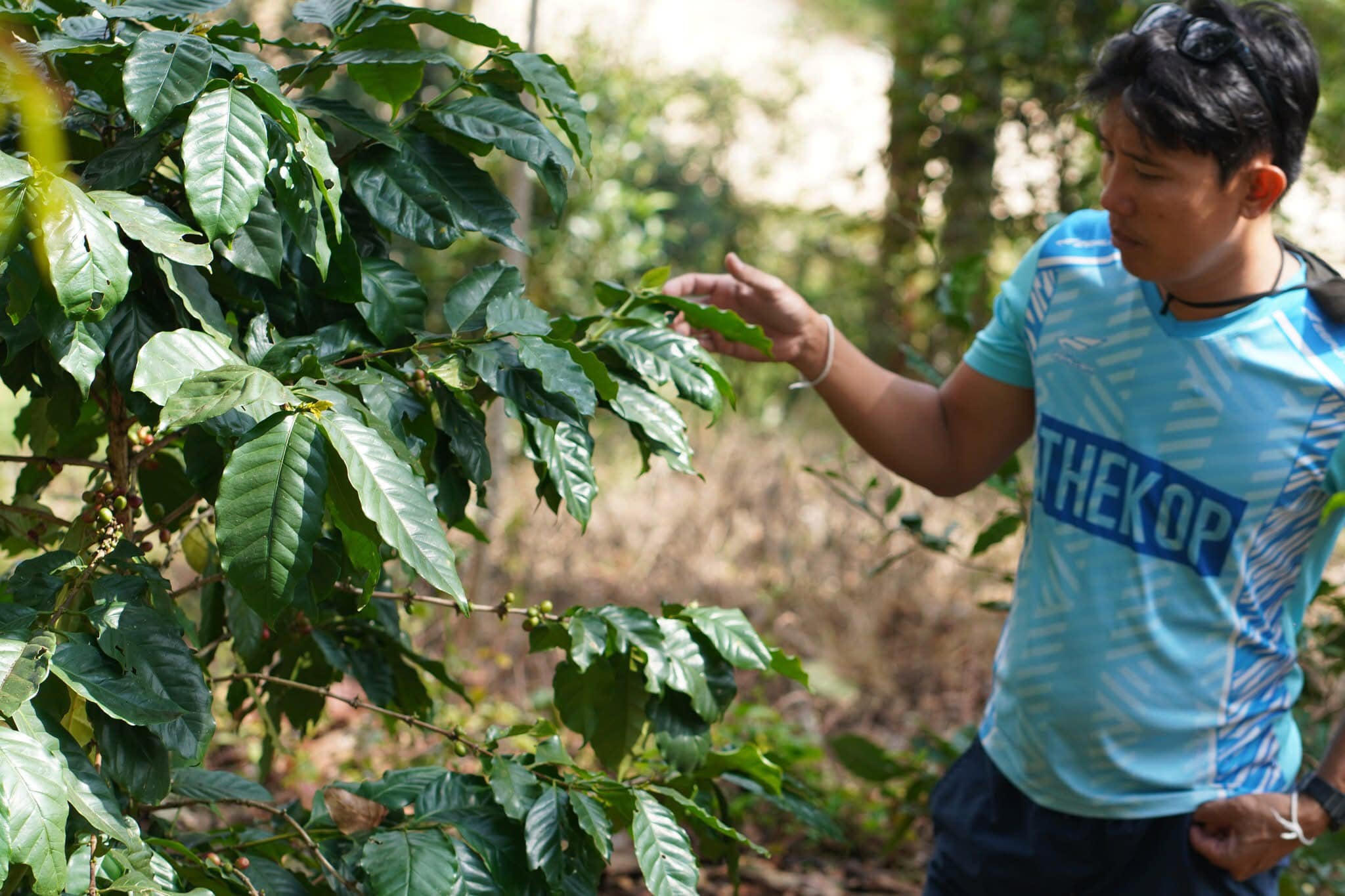 ☕✨กาแฟบด 500 กรัม คั่วกลาง✨☕ เพลิดเพลินกับกาแฟคั่วบด Ground Coffee - Dark Roast 500 g ☕กาแฟคั่วบด กาแฟอาราบิก้า (Arabica) 100% Shade Grown Coffee ปลูกกาแฟใต้ร่มเงา เมล็ดกาแฟออร์แกนิค ปลูกแบบธรรมชาติ ปลอดสาร จากยอดดอย อ.แ