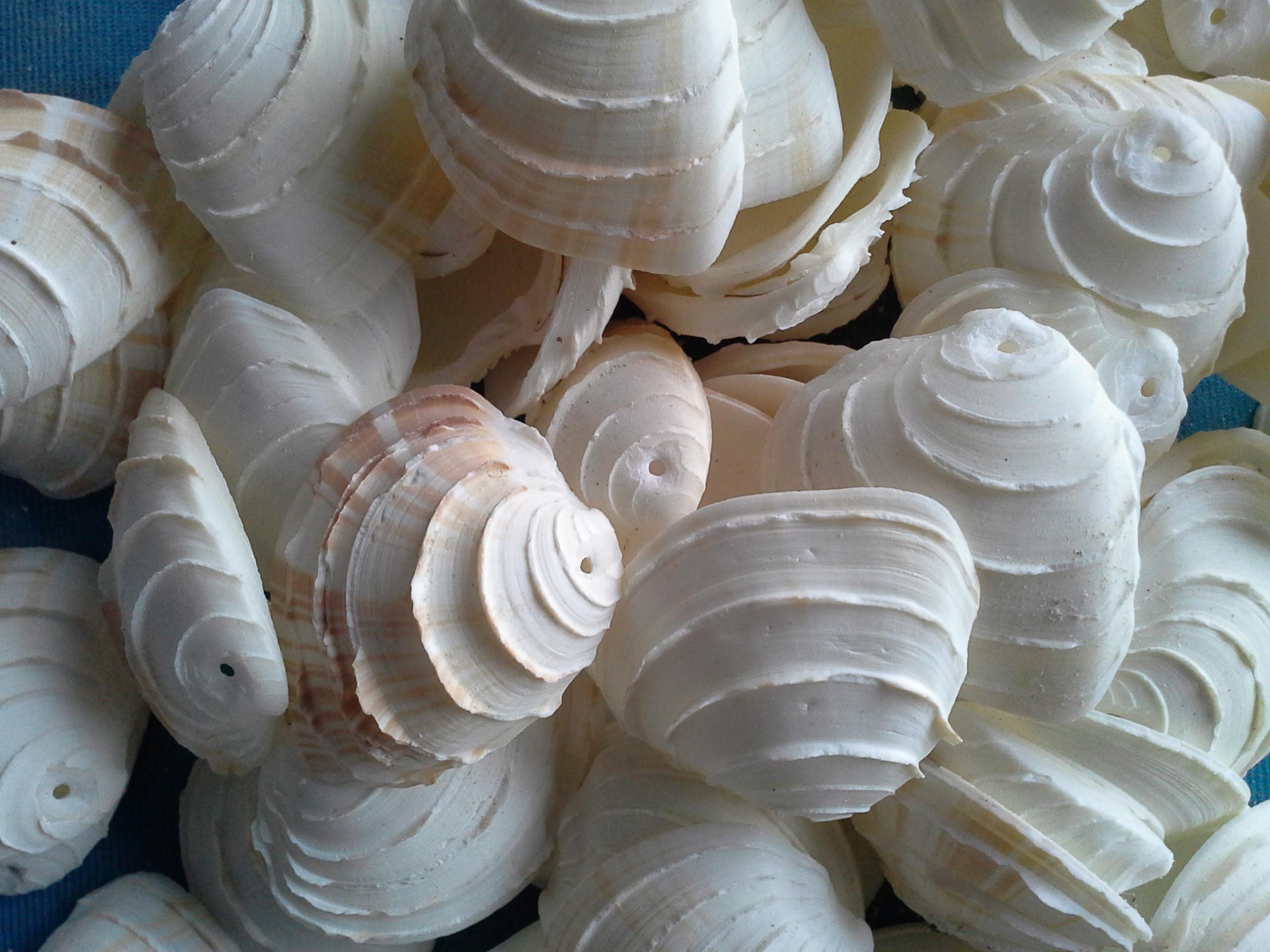 เปลือกหอยคลื่น