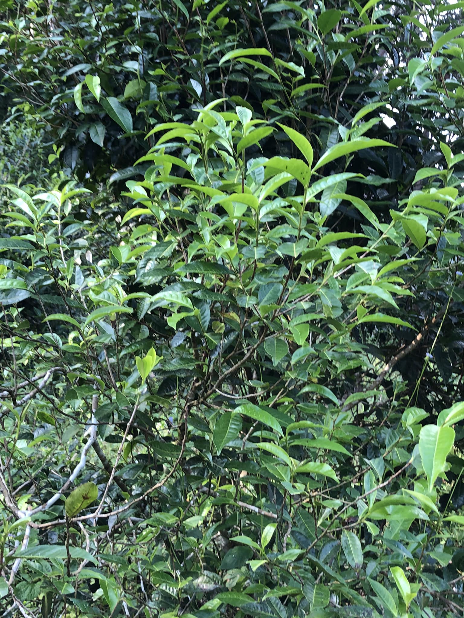 ชาอัสสัม Handmade (แฮนด์เมด) ขนาด 500 กรัม ชาดอยลาง ชาป่าเติบโตตามธรรมชาติ สินค้ามีจำนวนจำกัด !! ชาดำอัสสัม (ใบชาอบแห้ง) จากดอยลาง ASSAM TEA 500 g. ชาออแกร์นิค Doilang Tea กลิ่นหอม รสชาติดี ชาจากธรรมชาติ ของดีในราคามิตรภาพ ใบชาเส้น