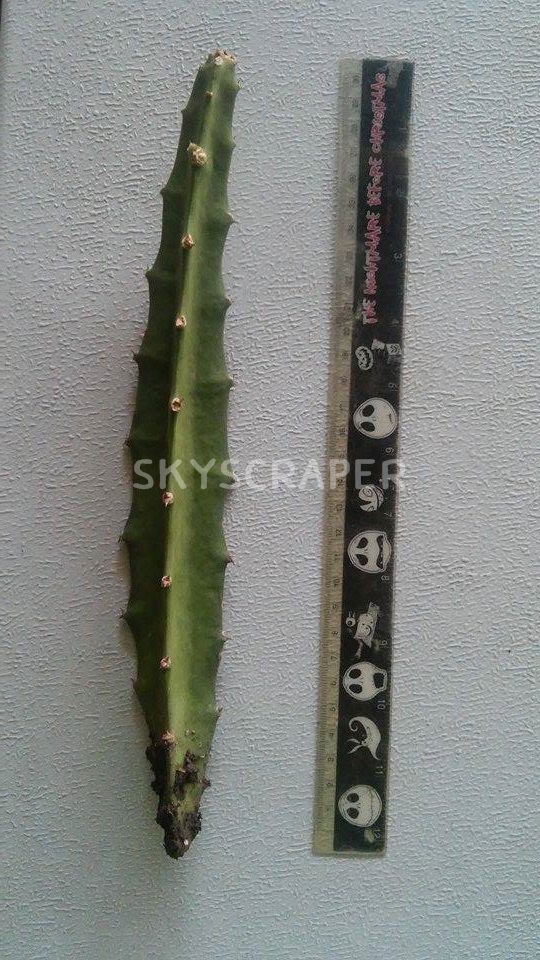 กิ่งแก้วมังกรเวียดนามสีเหลือง - Hylocereus megalanthus