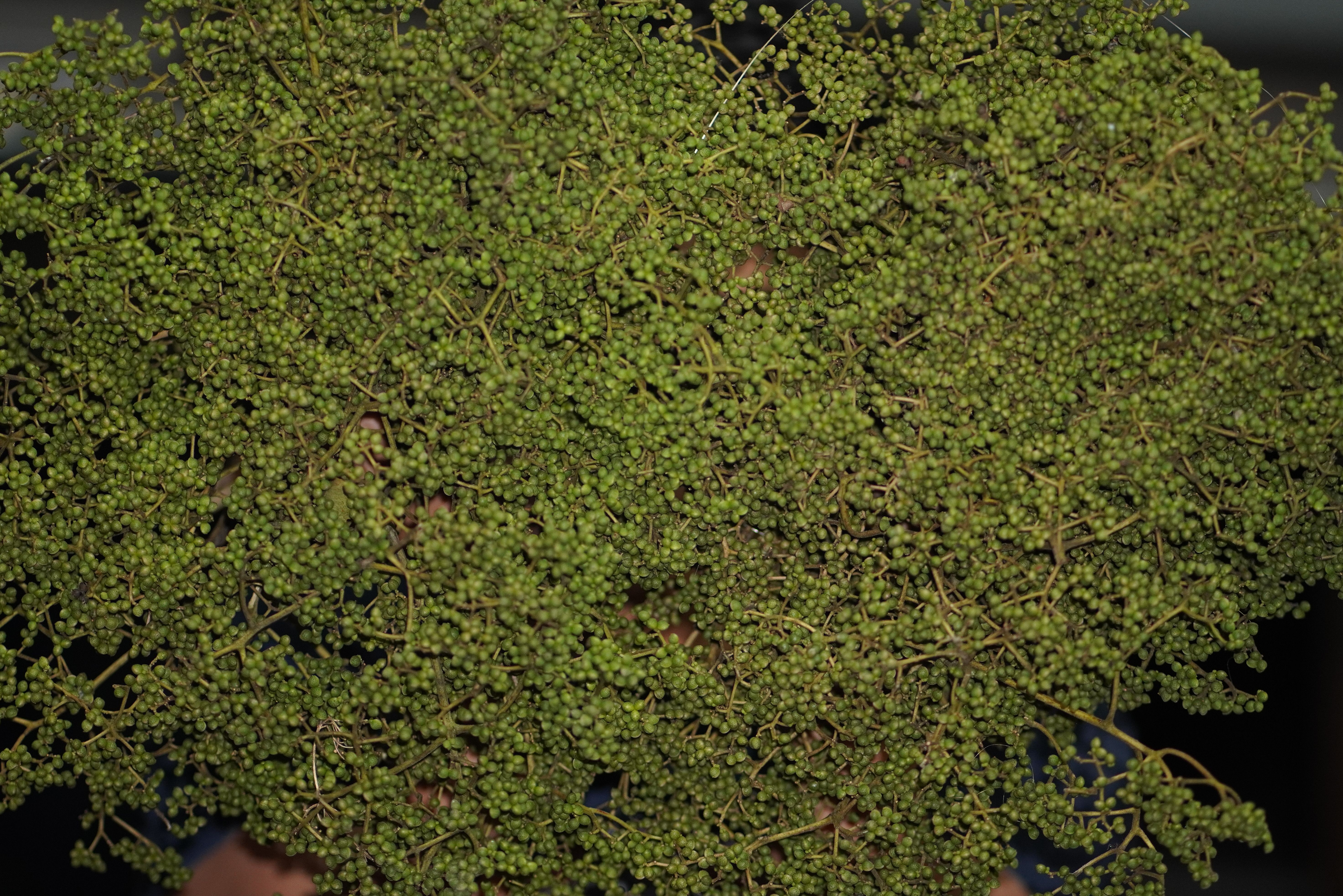 มะแขว่นติดก้าน 100g 🌿 จากยอดดอยเชียงใหม่ เครื่องเทศลาบ แกงฮังเล น้ำพริกอ่อง ไส้อั่ว อาหารล้านนาแท้ ชาวเหนือ ลูกระมาศ หมากมาศตากแห้ง | Zanthoxylum Limonella 100g Chiang Mai Mountain Spice For Larb Hang Le Nam Prik Ong Sai Ua Northern Thai Food