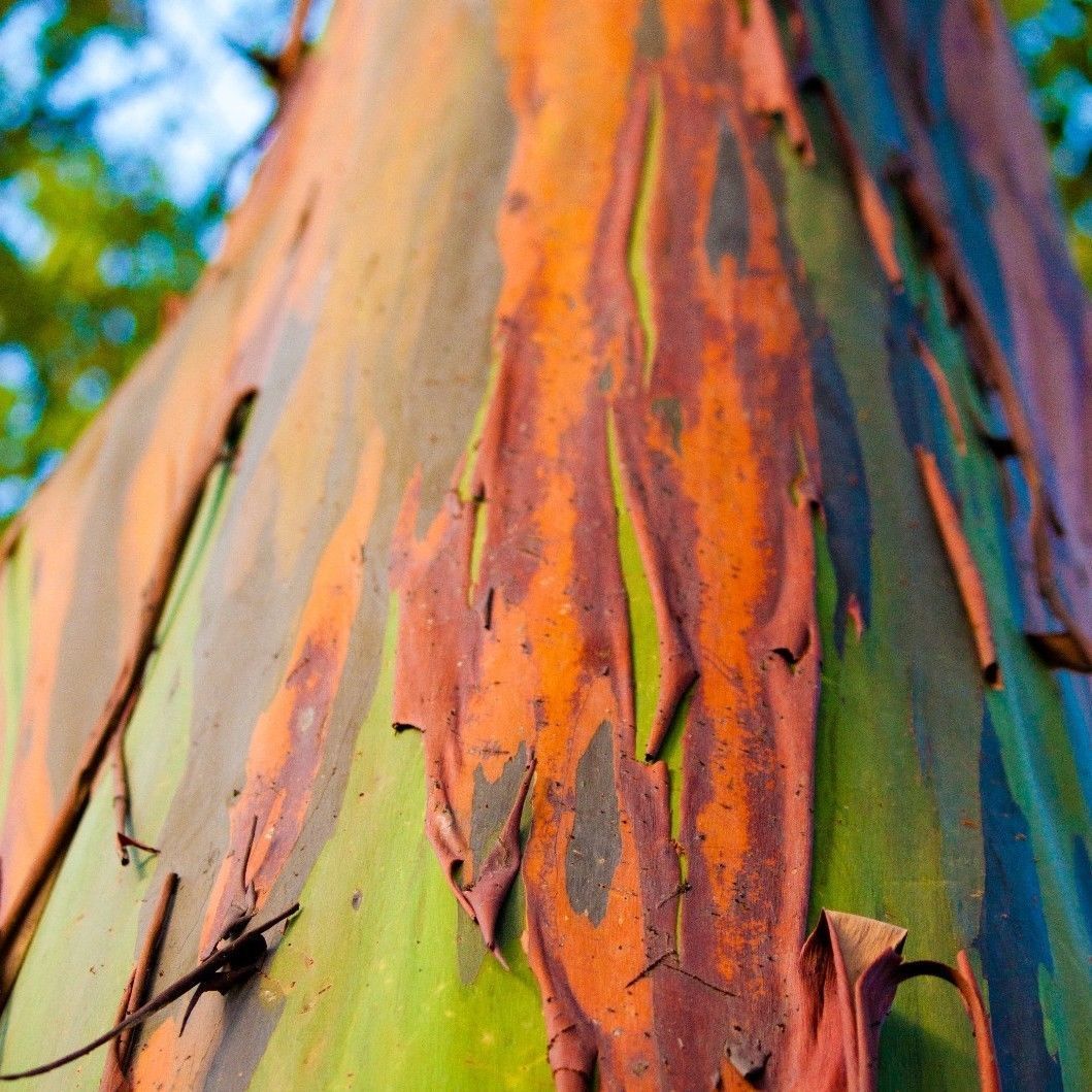 ยูคาลิปตัสสีรุ้ง - Rainbow Eucalyptus (Eucalyptus deglupta)