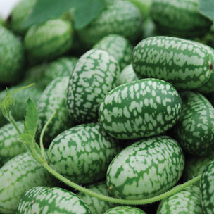 แตงกวาเม็กซิกัน - Mexican Sour Gherkin
