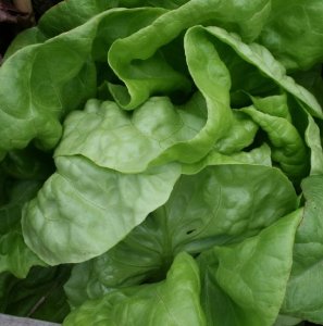 ผักสลัดบัตเตอร์ครันช์ - Buttercrunch Lettuce