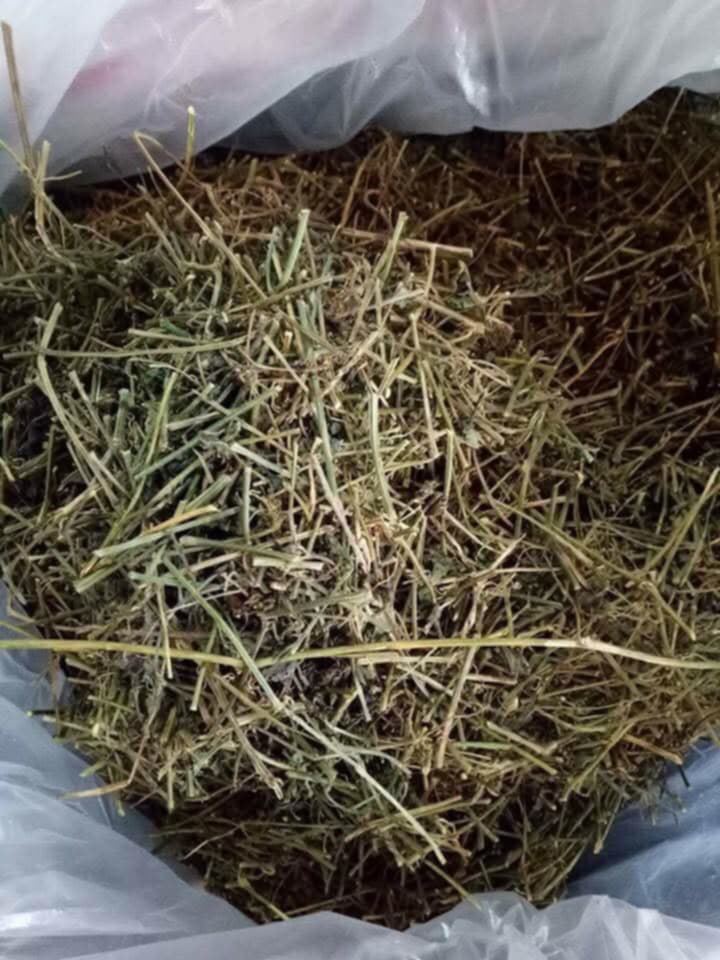 ชาเจียวกู่หลาน Gynostemma pentaphyllum (ชนิดเถาและใบ) บรรจุ 50 กรัม Jiaogulan Tea (Dried Stems and Leaves) Packaged in 50 grams ปลูกแบบไร้สารเคมี ปุ๋ย เติบโตตามธรรมชาติ สมุนไพรออแกร์นิคจากยอดดอย จ.เชียงใหม่ สมุนไพรแห่งชาติ ปี 2548
