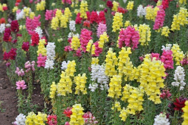 ลิ้นมังกรคละสี - Mixed Baby Snapdragon