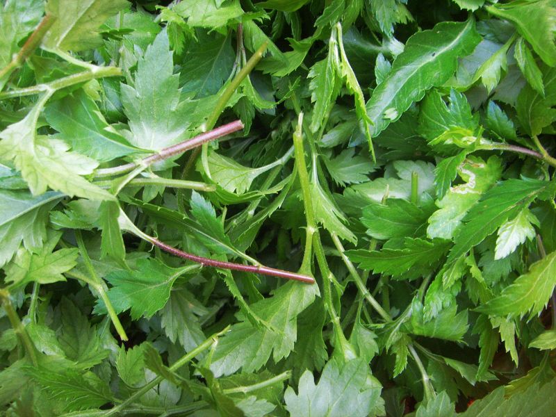 เก๊กฮวยป่าสีเหลือง - Dendranthema indicum