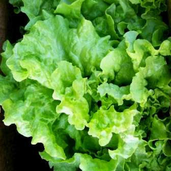 ผักสลัดซิมสัน - Black Seeded Simpson Lettuce