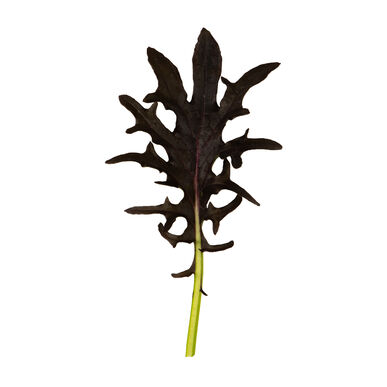 เคลแดงเคเอ็กซ์-1 - KX-1 Kale