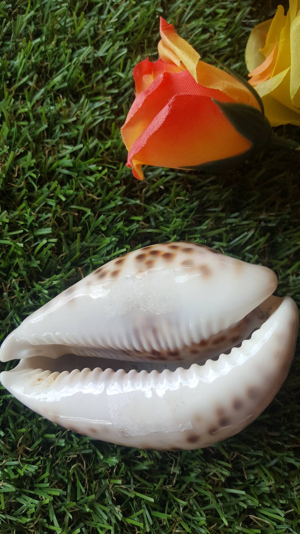 เปลือกหอยเบี้ยโป่งลายเสือ