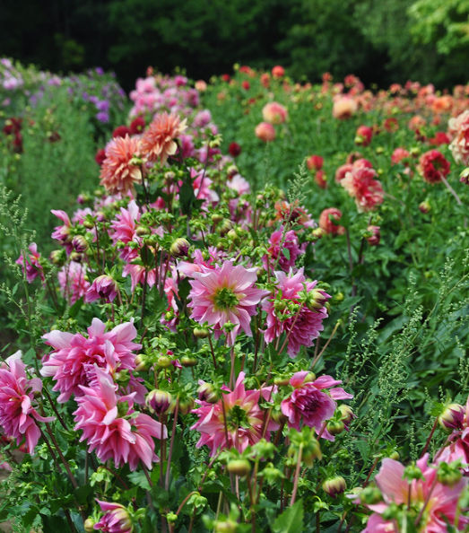 รักเร่ดินเนอร์เพลทคละสี - Mixed Dinner Plate Dahlia