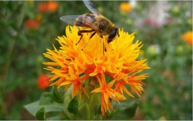 ดอกคำฝอย (พันธุ์มีหนาม) - Safflower (Carthamus tinctorius)
