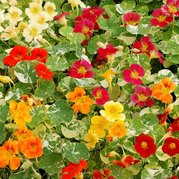นัซเทอร์เที่ยมใบด่างคละสี (ดอก ใบ ทานได้) - Mixed Alaska Nasturtium (Tropaeolum nanum)