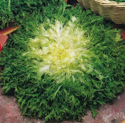 อองดีฟมอสเคิร์ล - Moss Curled Endive