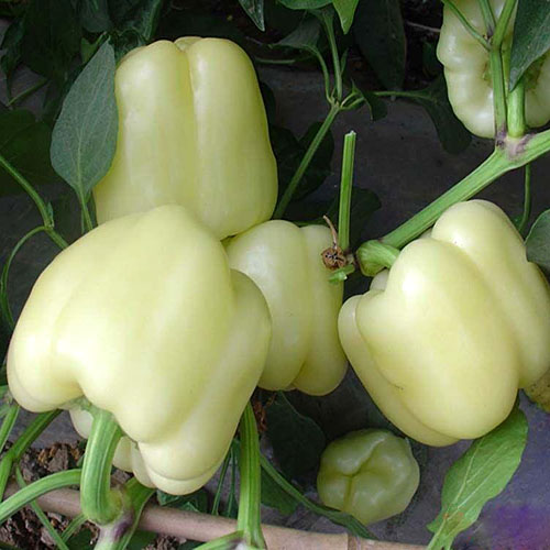 พริกหวานสีขาว - White Pepper